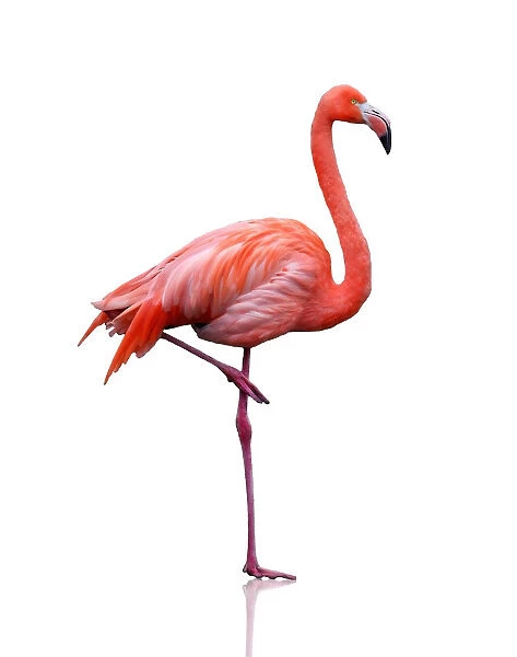 https://www.mediastorehouse.com/p/629/pink-flamingo-14571197.jpg.webp