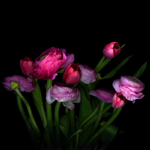 Pink tulips and Ranunculus