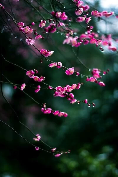 Plum blossoms in Hangzhou