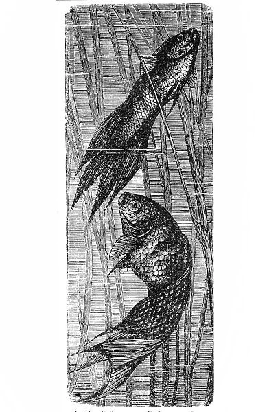 Polyacanthus viridi-auratus