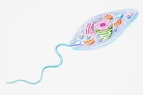 Protozoa, a single-celled organism that feeds by scavenging for particles and other microorganisms, such as bacteria, or by absorbing nutrients from their environment