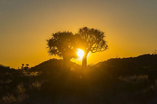 Quiver trees -Aloe dichotoma- at sunset, near Keetmanshoop, Namibia