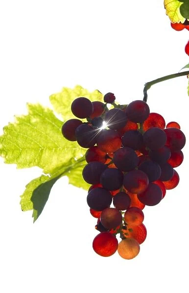 Red Gutedel grapes with backlighting, Markgraeflerland region, Baden-Wurttemberg, Germany, Europe