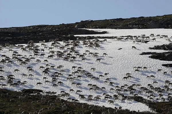 Reindeer -Rangifer tarandus- crossing a snowfield, North Norway, Norway