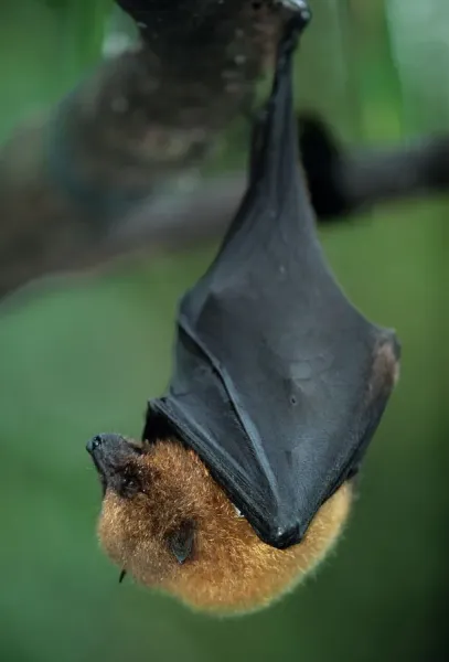 Rodriguez fruit bat hanging upside down from branch, Mauritius, close-up