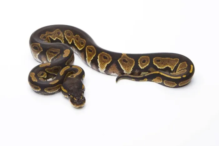 Framed Print : Royal Python Black Head Female Print