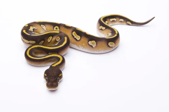 Framed Print : Royal Python Mojave Black Head Female Print