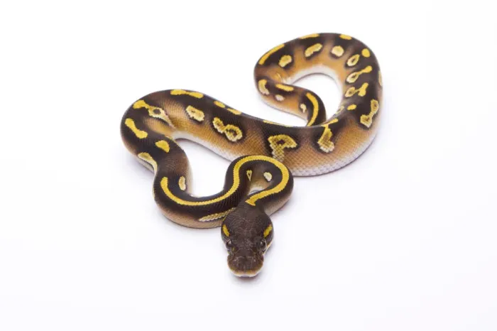 Framed Print : Royal Python Mojave Black Head Male Print Framed Print : Royal Python Mojave Black Head Male Print