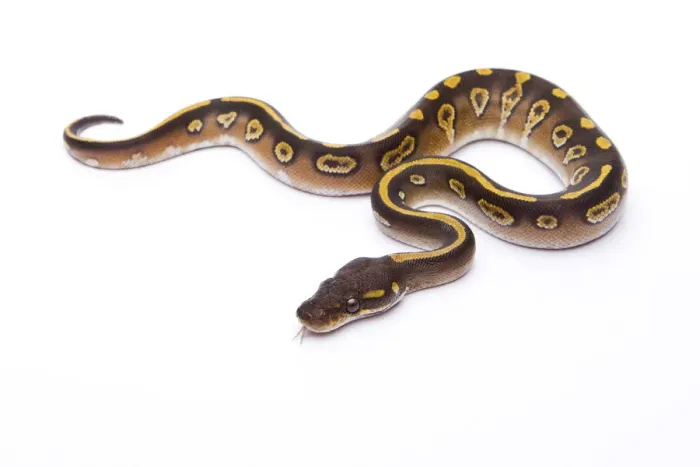 Framed Print : Royal Python Mojave Black Head Print Framed Print : Royal Python Mojave Black Head Print