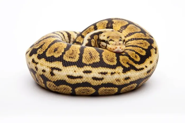 Framed Print : Royal Python Print - Powerball Male by Willi Obermayer Framed Print : Royal Python Print - Powerball Male by Willi Obermayer