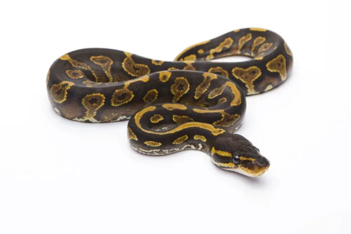 Framed Print : Royal Python Yellow Belly Black Head Female Print Framed Print : Royal Python Yellow Belly Black Head Female Print