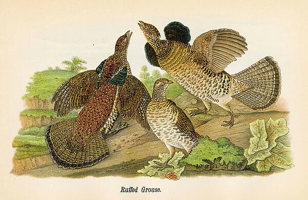 Ruffed grouse bird lithograph 1890