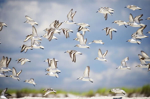 SandPipers in Flight Over Fire Island