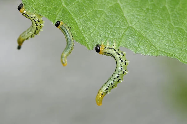 Sawfly, larvae (Craesus septentrionalis)