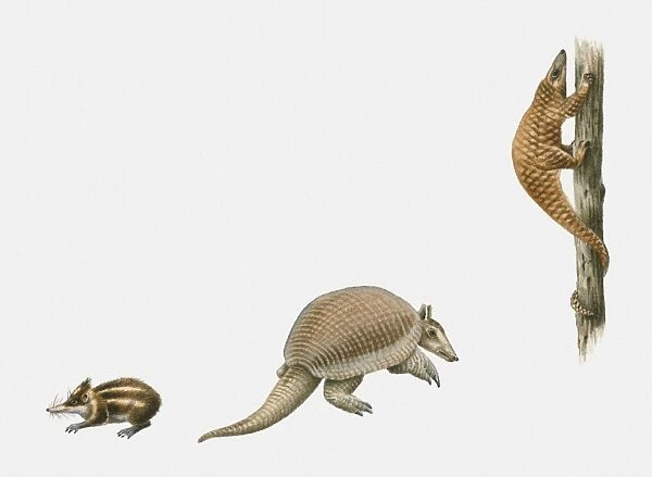 Sequence of illustrations of Lowland Streaked Tenrec (Hemicentetes semispinosus), Giant Armadillo (Priodontes maximus), and Tree Pangolin (Manis tricuspis)
