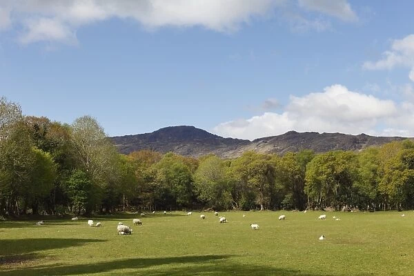 Sheep grazing on pasture, Black Valley near Killarney, County Kerry, Ireland, British Islands, Europa