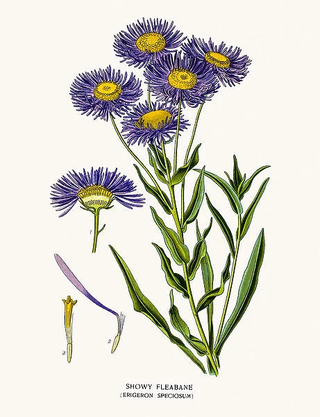 Showy flebane aster (Photos Framed, Prints, Puzzles, Posters, Canvas ...