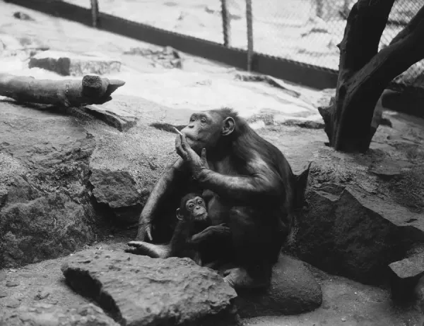Framed Print of Smoking Chimp Print: Edinburgh Zoo, 3rd September 1936.  Framed Print from Fine Art Storehouse