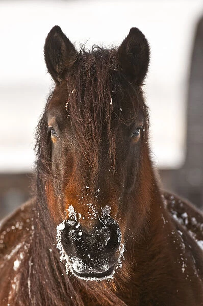 Snow Nose. A brown horse looking straight forward with snow on its muzzle