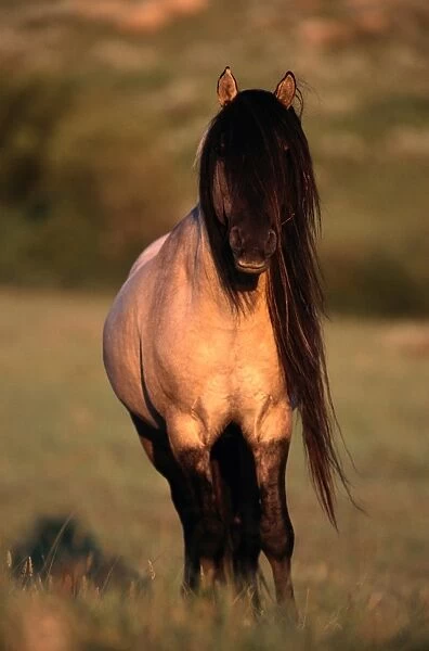 spanish-mustang-equus-caballus-standing-13753275.jpg