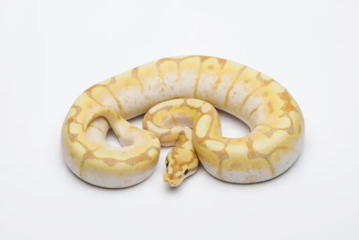 Framed Print : Male Spider CG Ball Python Print