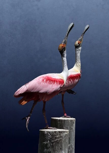 Two Spoonbills Posing Together on Wood Posts