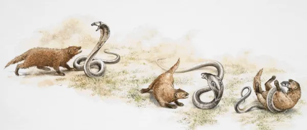 Three stages of struggle between Mongoose and poisonous snake, Mongoose approaching, pouncing on and killing snake, side view