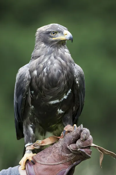 Steppe Eagle (Aquila nipalensis), perched on a falconers fist