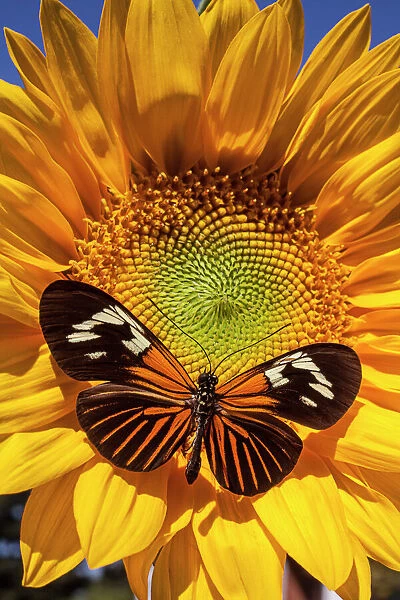 Sunflower with speckled butterfly