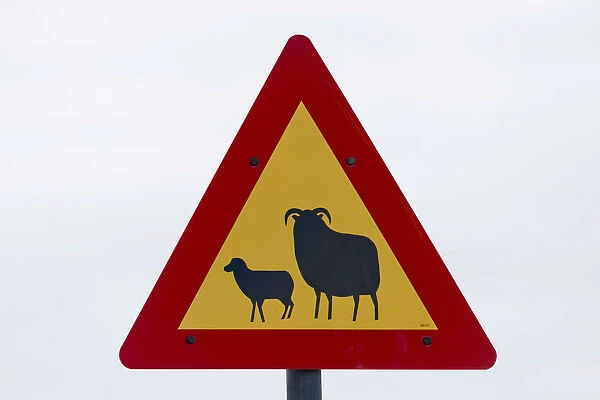 Traffic sign, warning of sheep, Reykjanes, Iceland