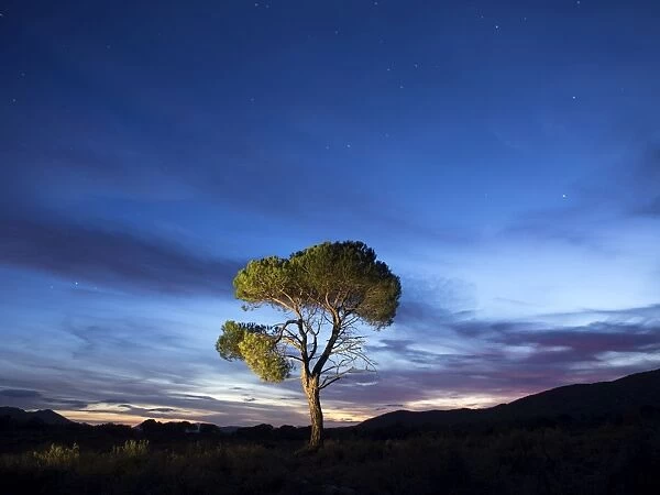 Tree, (pine) isolated in the top of a mountain to the dusk with crepuscular light