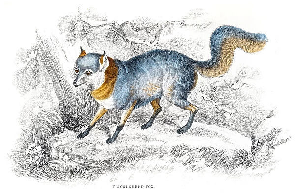 Tricolor Silver Fox engraving 1840