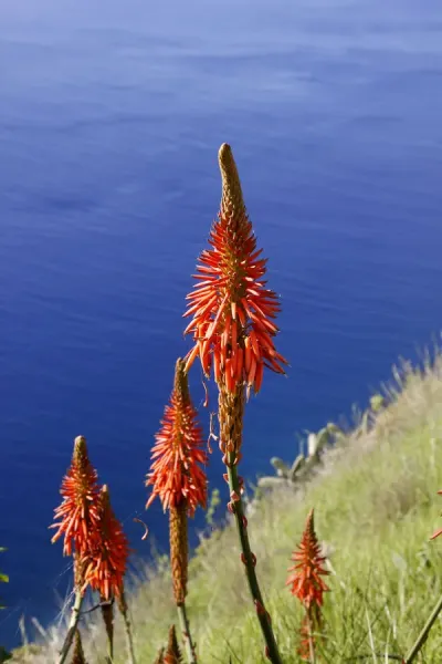 Framed Print of True Aloe (Aloe vera) Print, Madeira, Portugal. Framed  Print from Fine Art Storehouse