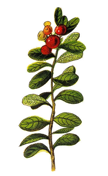 Vaccinium vitis-idaea (lingonberry, partridgeberry or cowberry)
