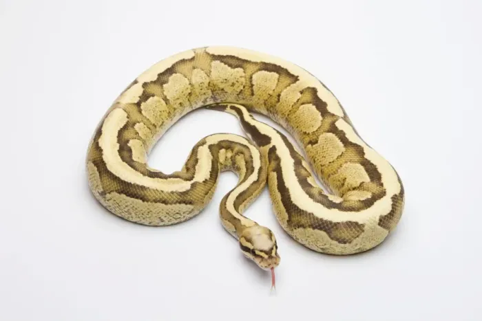 Framed Print : Vanilla Cream Ball Python Print - Royal Python, Male Framed Print : Vanilla Cream Ball Python Print - Royal Python, Male