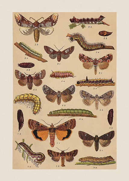 Various butterflies (Notodontidae, Drepanidae, Noctuidae), chromolithograph, published in 1892