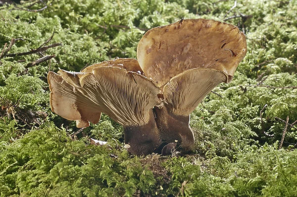 Velvet roll-ri -Tapinella atrotomentosa-, Baden-Wurttemberg, Germany