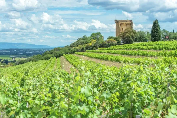 Vineyard Next To Ruins Of Castle Chateauneuf Du Pape Photos Framed Prints