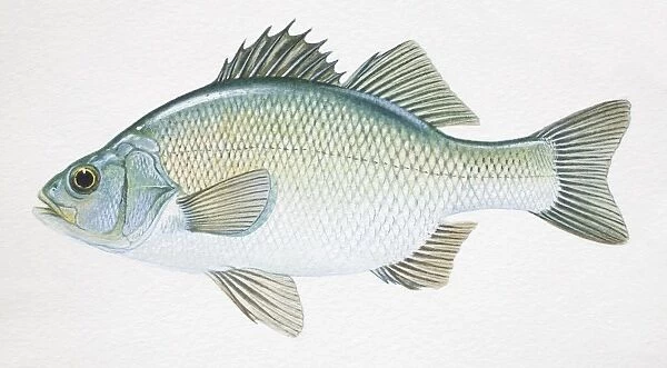 White Perch, Morone americana, side view Our beautiful pictures