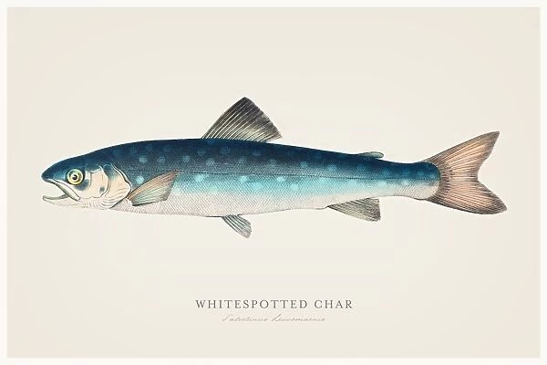 Whitespotted char trout 1856