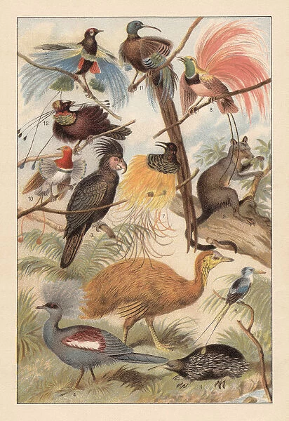 Wildlife of New Guinea, chromolithograph, published in 1895