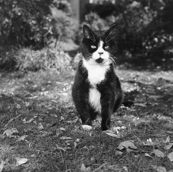 Winnie The Cat. 4th October 1971: A fine example of a statesman cat