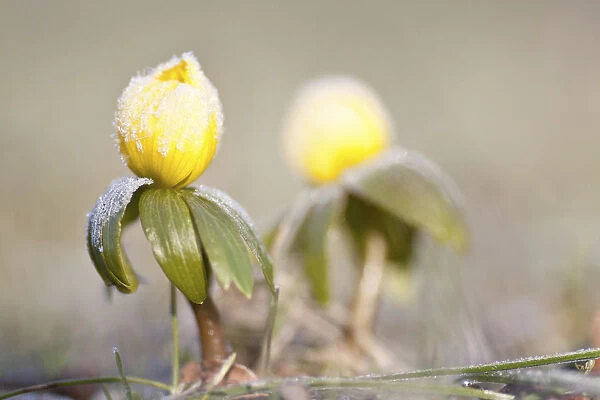 Winter Aconite -Eranthis hyemalis- with hoar frost, North Hesse, Hesse, Germany