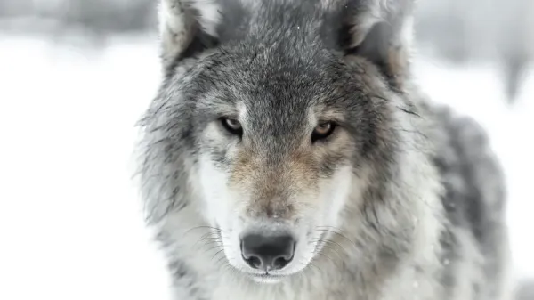 Wolf face. Captured this grey wolf face looking directly into the lens