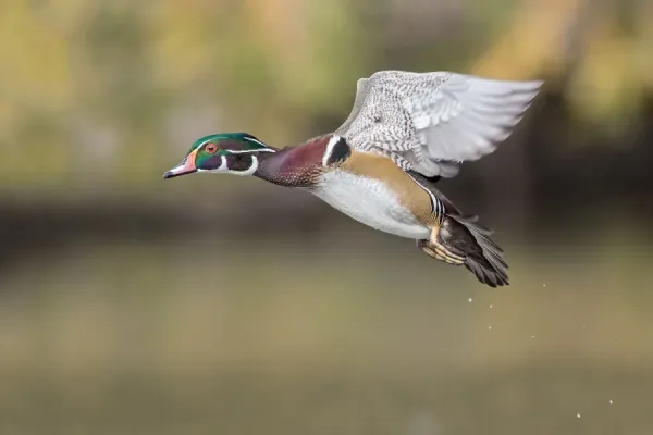 Woodduck Drake