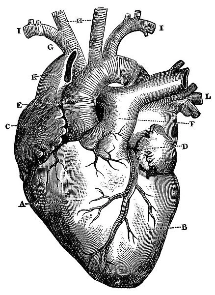XXXL Very Detailed Human Heart
