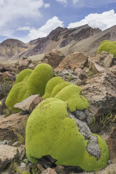 Framed Print of Yareta or Llareta Cushion Plant Print, Putre Region, Chile.  Framed Print from Fine Art Storehouse