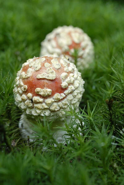 Young Fly Agaric (Amanita muscaria) in moss