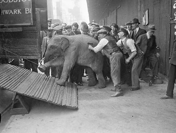 For baby elephants arrived at the Royal Albert Dock on the S.S Nalgora"