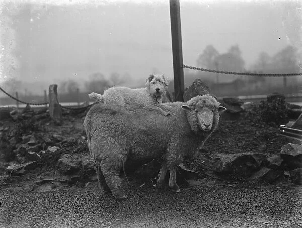 A ewe with her dog friend on her back in West Malling. 1937